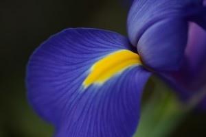 Blue Dreamy Iris